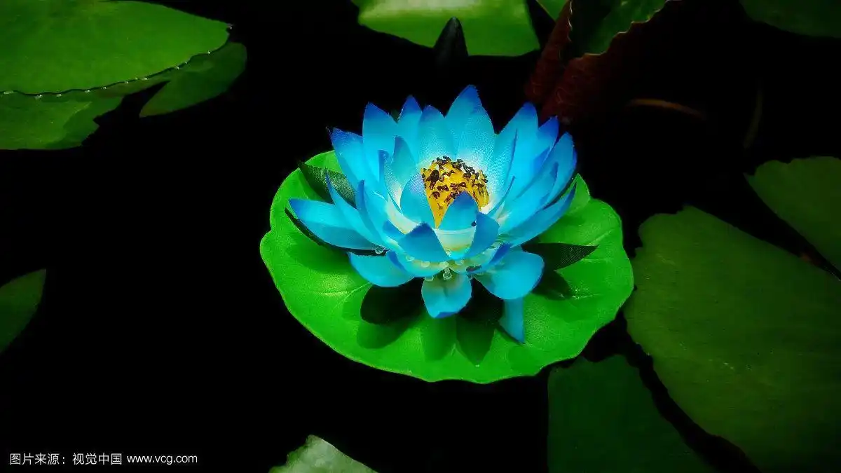 特写的蓝色莲花(睡莲)花