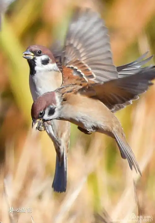 摄影 雀儿飞         一片金色的稻田,和一群