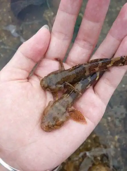 这种鱼俗称沙里趴以前农村遍地有现在很少见一斤30元