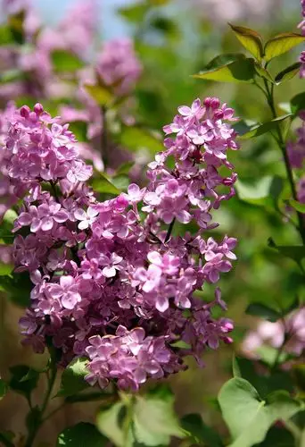 奥运公园丁香花