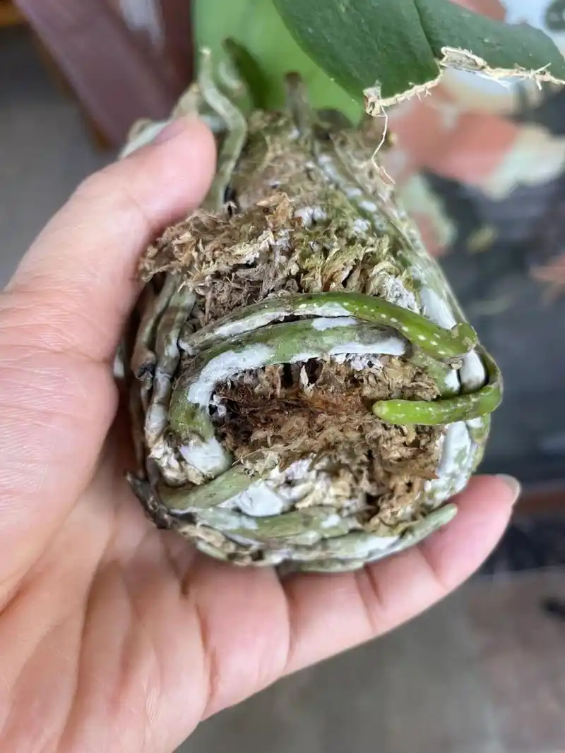 蝴蝶兰根部发霉?