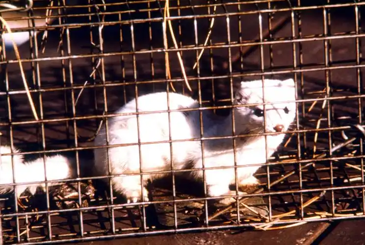 白色, 长, 尾, 黄鼠狼, 黄鼬, frenata, 动物