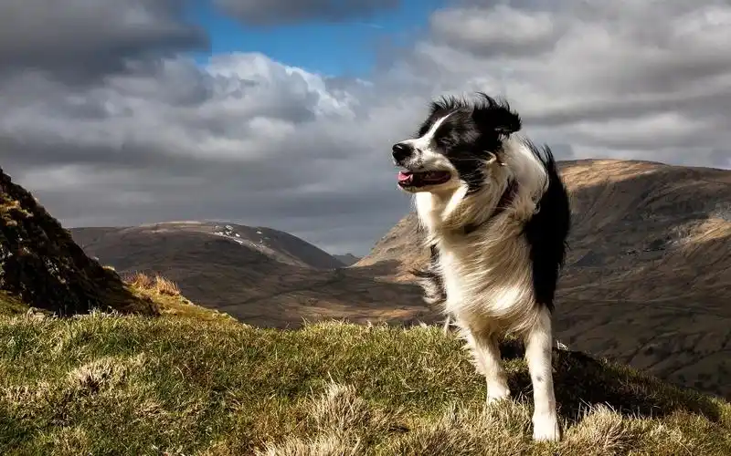 landscape,windy,border collie,壁纸,高清壁纸自然,动物,狗,风景,有
