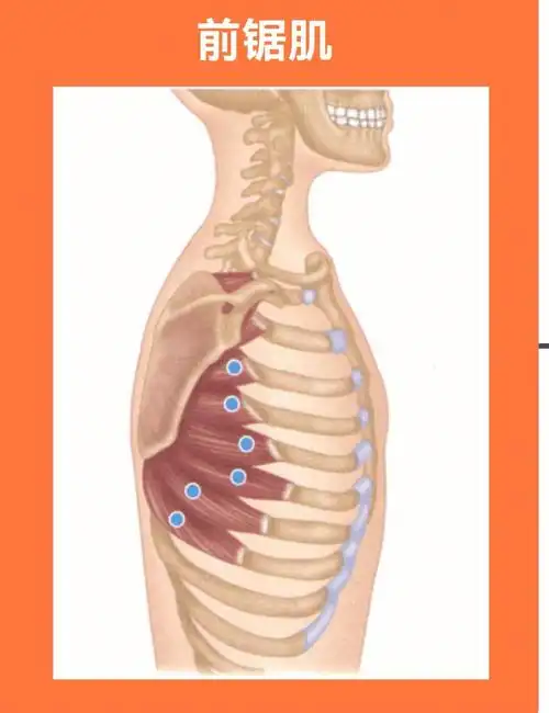 前锯肌激痛点疗法触发点上背痛