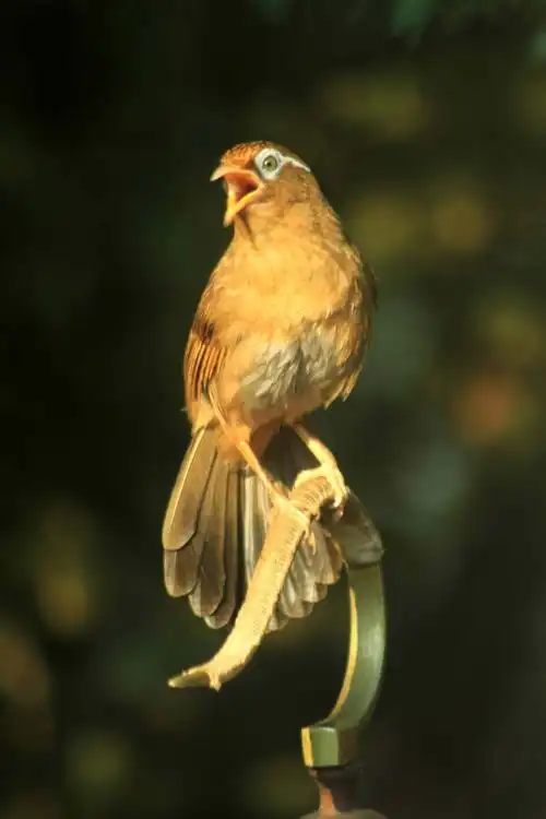 笼中之鸟画眉出笼