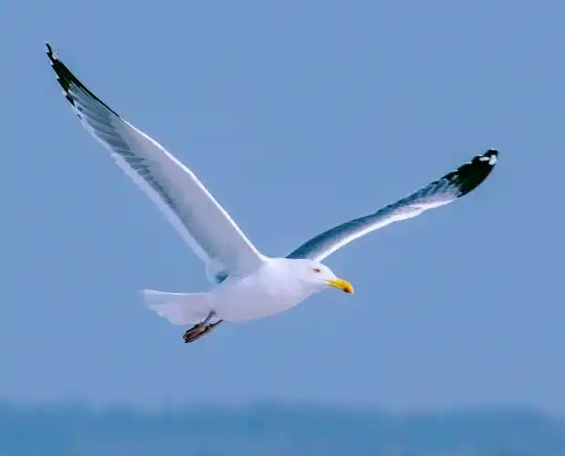 海鸥从大海飞来