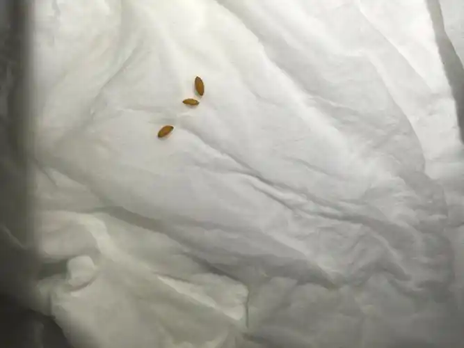 今天洗内裤发现些虫卵 一直在盆子里 肯定不是内裤上的 厕所其他地方