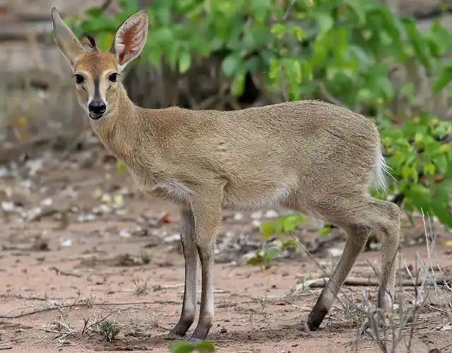 p>普通小羚羊(学名: i>sylvicapra grimmia /i>):是偶蹄目,牛科,普通