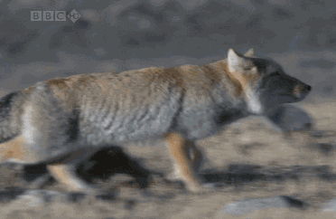 【神奇动物】gif动态图片 - 神奇动物动图表情包下载 - soogif动图