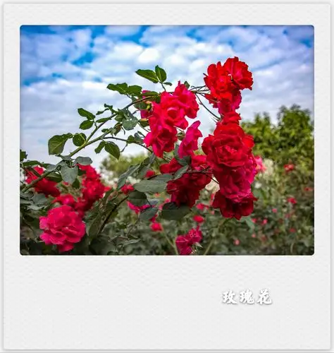 东张西望【美摄视界】:风雨彩虹铿锵玫瑰(首发) - vv