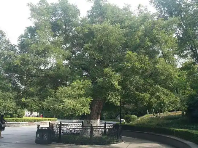 咏树抒怀《作者;布衣》