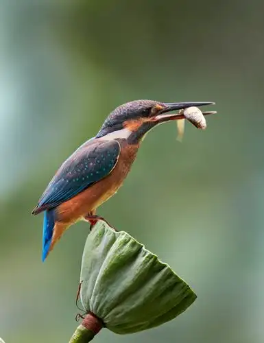 捕食小鱼的翠鸟