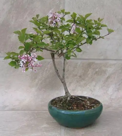 原创北方的朋友特适合在院子里种几棵紫丁香淡紫色的清香花朵很迷人