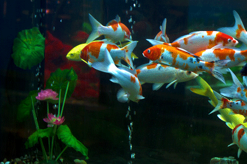 动画图片 海阔任鱼游