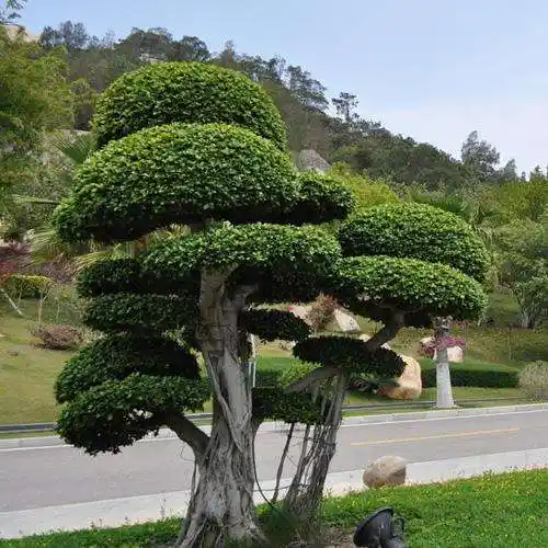各类景观树造型树出售-型号齐全-实地货源