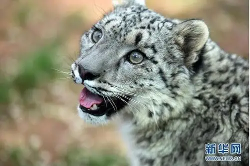 动物园替「小公主」徵求命名