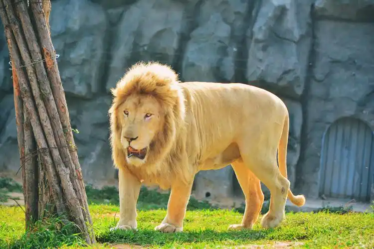 野生动物园里的动物们