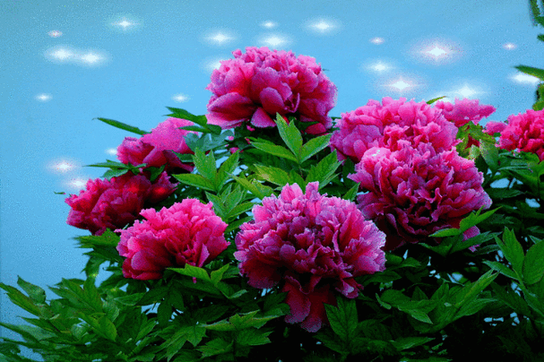 640_426gif 动态图 动图