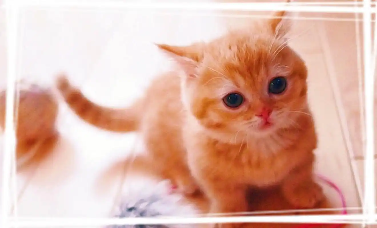 粉嫩可爱的小奶猫唯美治愈高清手机壁纸