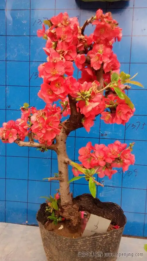 正在开花的东洋锦海棠200元一颗包邮