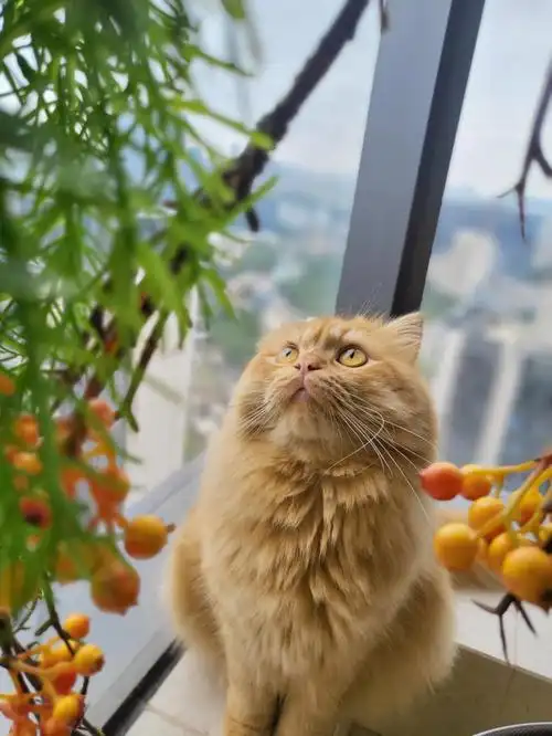 宠物围脖  #橘猫 #波斯猫  #长毛波斯