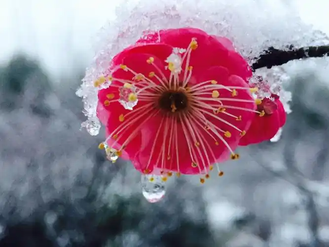 "傲雪寒梅独自开,唯有伊人踏香来.
