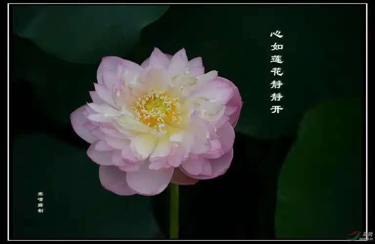 心如莲花静静开
