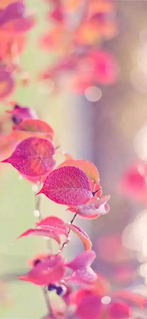 壁纸植物花卉治愈养眼小清新唯美赏心悦目