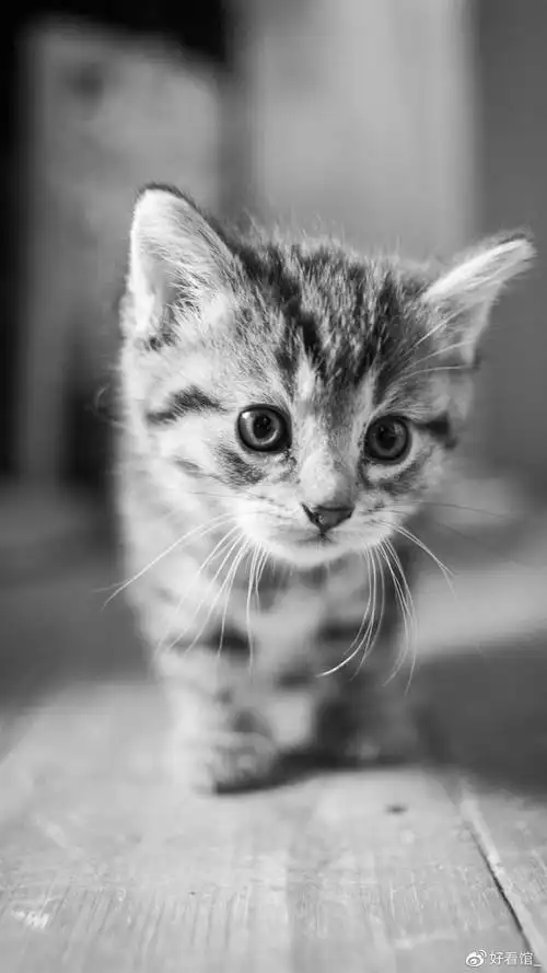 猫咪壁纸图片高清少女心猫咪壁纸图片高清手机壁纸