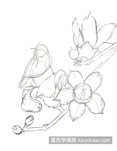 木棉花上的小鸟怎么画?简单的钢笔画法是什么?-露西学画画