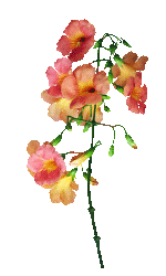 【转载】【免抠透明动态花草】〖画音小装饰物