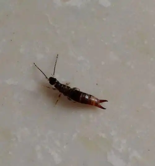 虫子真爬进了一阿姨的耳朵怎么办