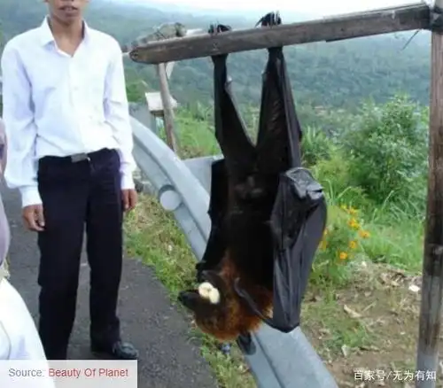 真人大小蝙蝠的照片走红网络,欣赏世界上最大的蝙蝠