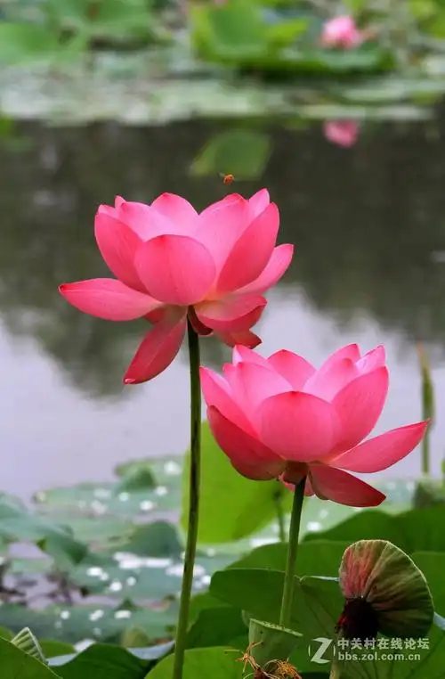 荷花(小刘村) 蝴蝶(蝶恋花)