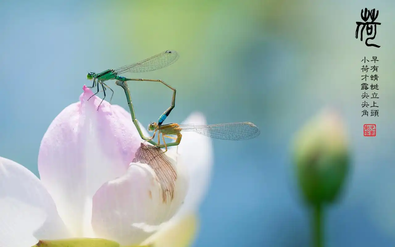 荷花蜻蜓