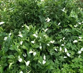 新鲜三白草野外塘边藕天性草水木通整株中药材白面姑白莲藕包邮
