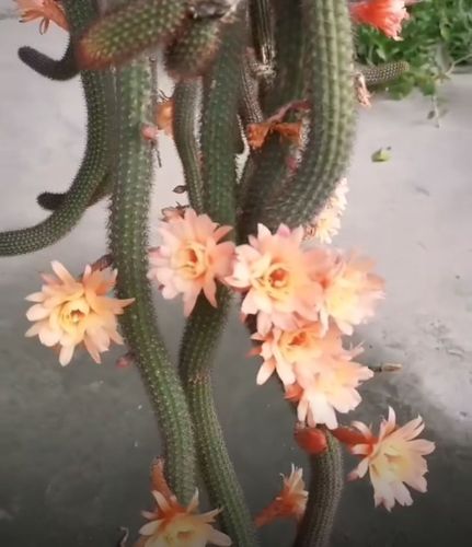 仙人球系列金刺金钮(f10)出售无根枝条,单拍满30元包邮.