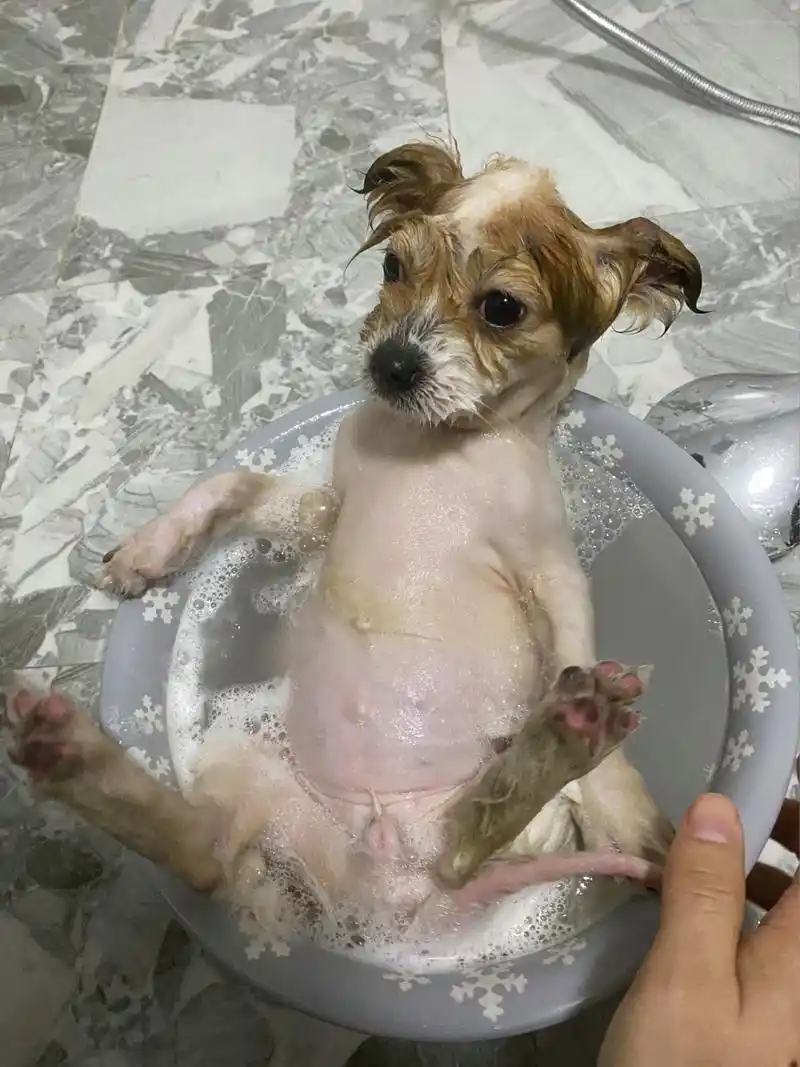 刚刚小红书突然看见讲狗子肚子这里有个小鼓包是脐疝