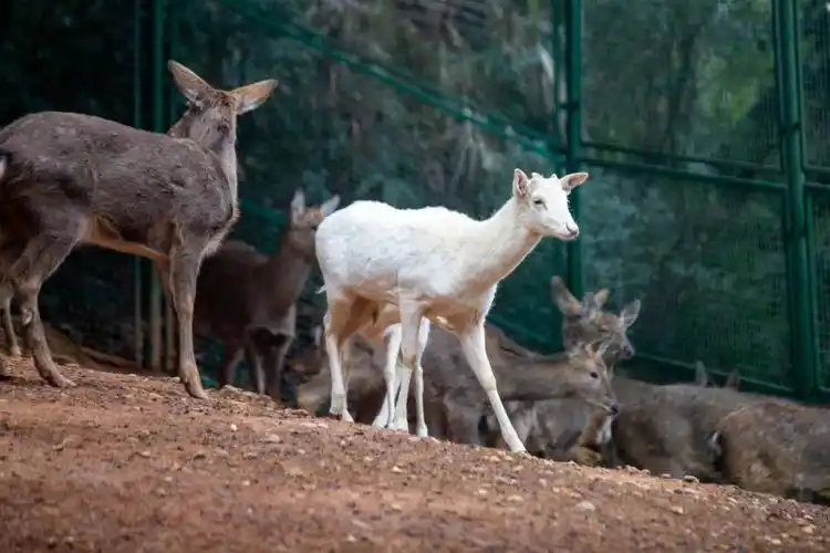 难得的是其中有6只白色的梅花鹿——鹿野仙踪的主要成员它们是园区