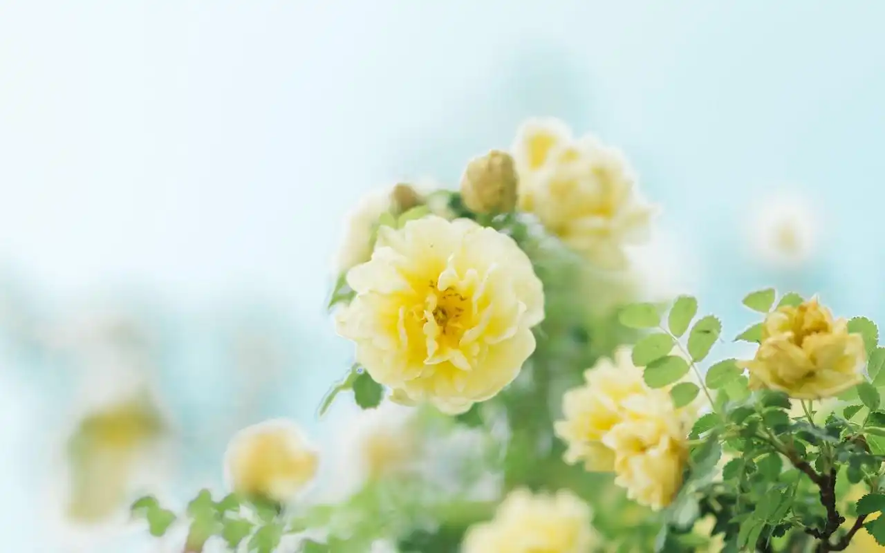 黄色花朵图片高清电脑桌面壁纸