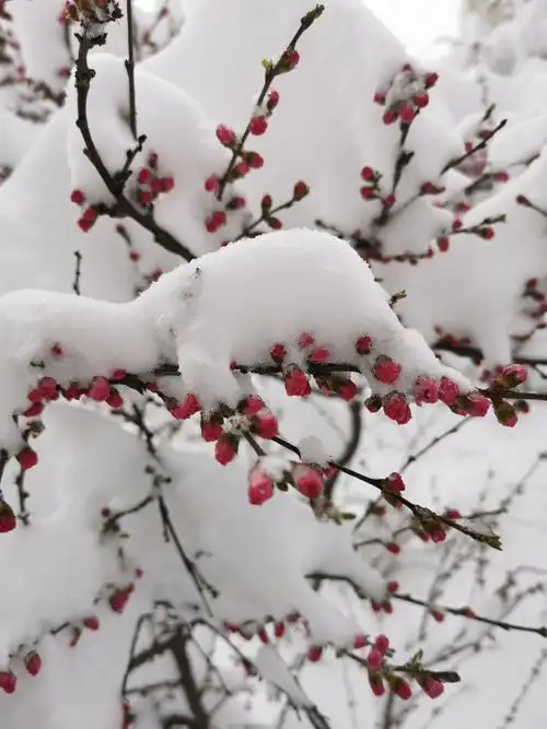 傲雪寒梅(二)—白文弟摄影作品选
