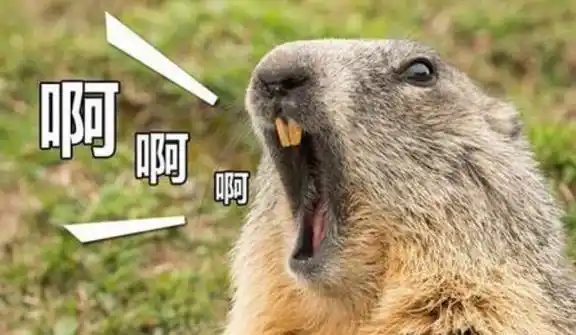 好吃的土拨鼠全身胖嘟嘟的,给它吃的它就让抱抱,游客们都被这些土拨鼠