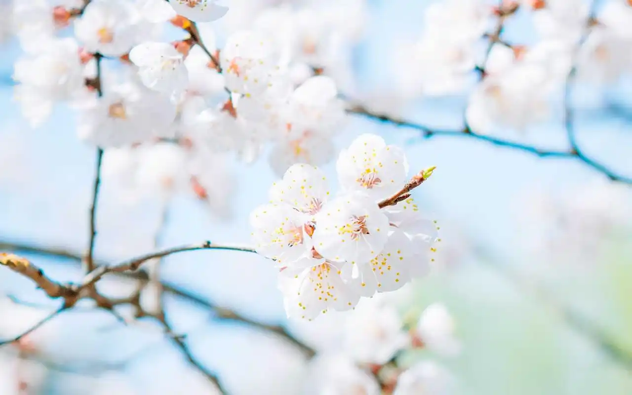 风景壁纸,唯美,小清新,花卉,风景,高清,樱花,意境,壁纸,1920x1200