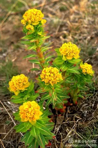 香格里拉最美绚烂秋色――火红狼毒花越毒越美丽 - 美篇