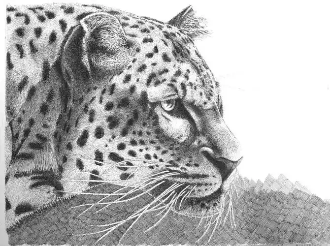 钢笔画《猎豹》