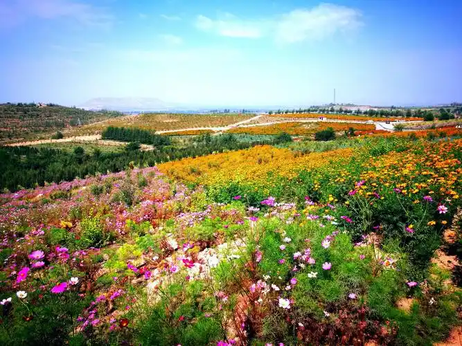 畅游花海