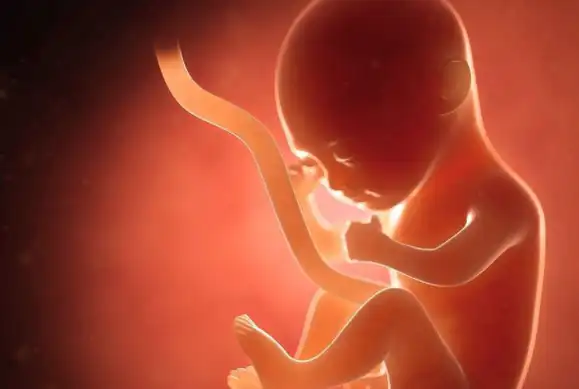 1,第一个月怀孕前3个月,宝宝在子宫里"忙"什么?妈妈看完后心都萌化了!