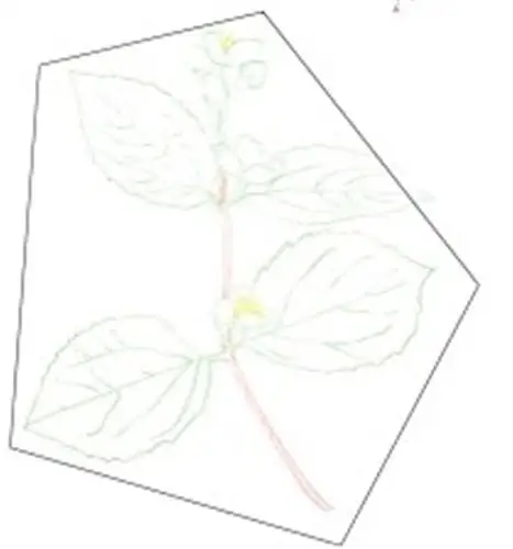 (3)最后刻画茉莉花下面的叶子结构,在刻画时要不停地