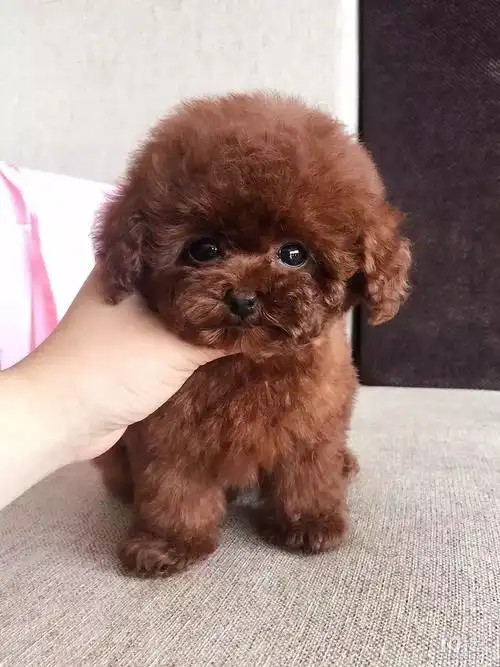 可爱萌宠泰迪犬 茶杯泰迪 泰迪幼犬