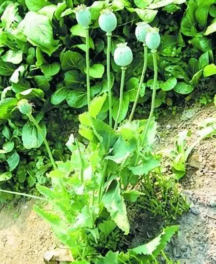 罂粟花幼苗和花朵
